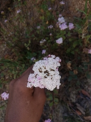 Stevia serrata serrata