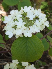 Viburnum lantanoides image