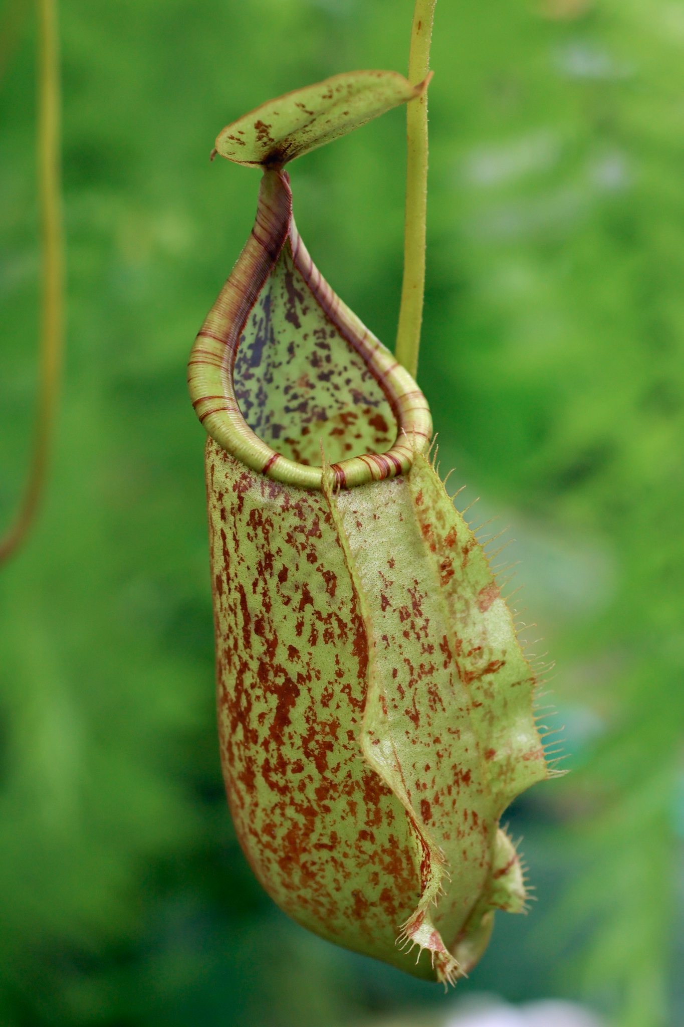 Nepenthes rafflesiana