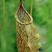 Nepenthes rafflesiana - Photo (c) Eric Hunt, algunos derechos reservados (CC BY-NC-ND)