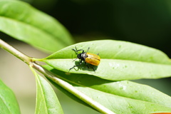 Labidostomis