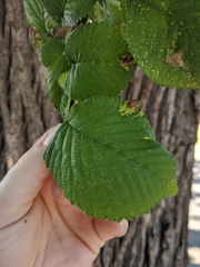 Ulmus rubra