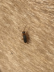 Cantharis lateralis