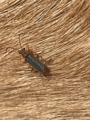 Cantharis lateralis