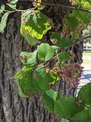 Ulmus rubra