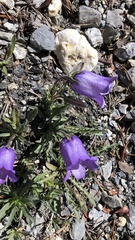 Campanula alpestris