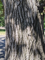 Ulmus rubra