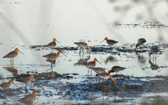 Limosa limosa