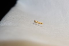 Argyresthia alternatella
