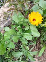 Calendula officinalis