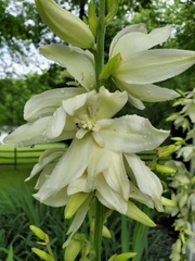 Tegeticula yuccasella