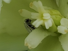 Tegeticula yuccasella