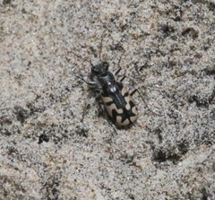 Cicindela latesignata