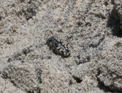 Cicindela latesignata