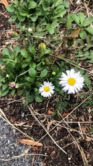 Bellis perennis