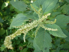 Amaranthus dubius