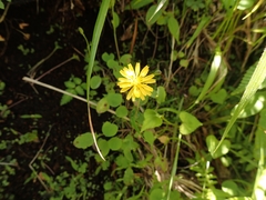 Ixeris stolonifera