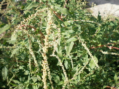 Amaranthus dubius