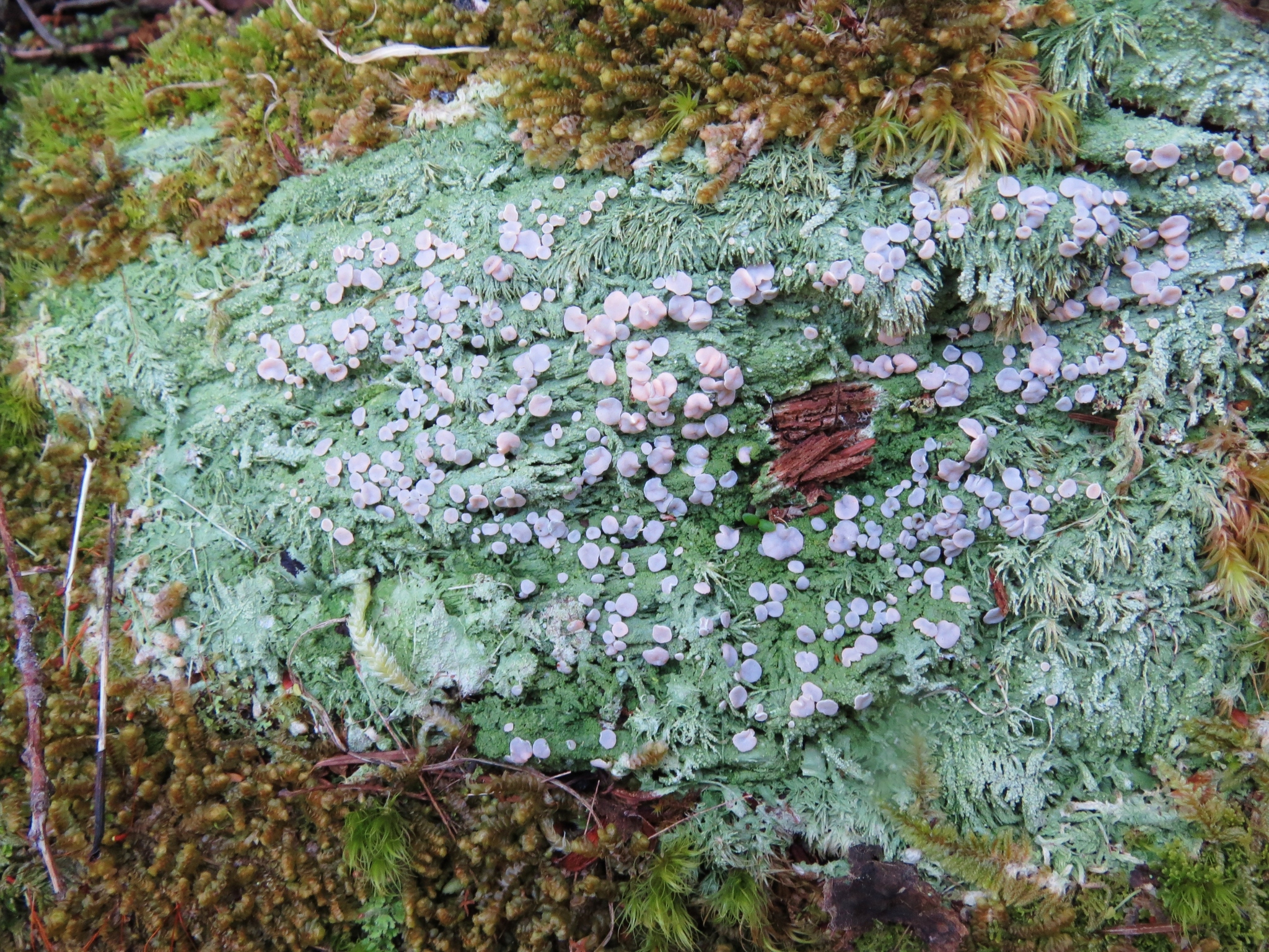 Icmadophila ericetorum image