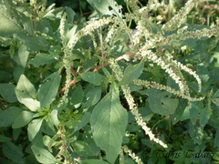 Amaranthus dubius
