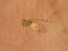 Ectopsocus petersi