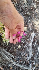 Penstemon clevelandii