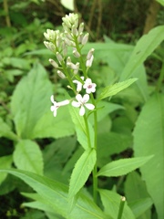 Iodanthus pinnatifidus