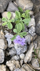 Primula marginata