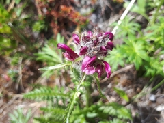 Pedicularis sudetica interior
