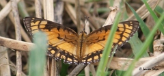 Byblia anvatara acheloia