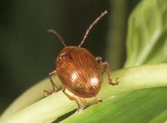 Rhyparida sakisimensis