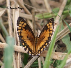 Byblia anvatara acheloia