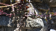 Penstemon clevelandii