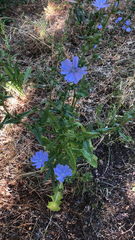 Cichorium intybus