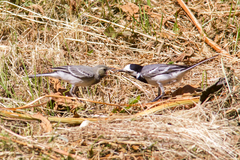 Motacilla alba