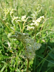 Filipendula ulmaria
