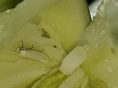 Tegeticula yuccasella