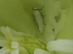 Tegeticula yuccasella