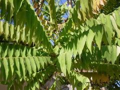 Averrhoa bilimbi
