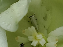 Tegeticula yuccasella