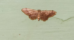 Idaea violacea
