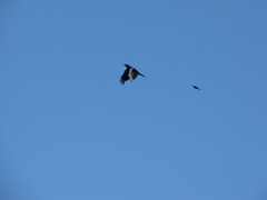 Corvus brachyrhynchos caurinus