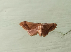 Idaea violacea
