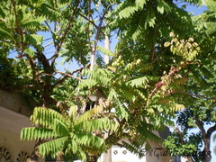 Averrhoa bilimbi