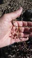 Penstemon clevelandii