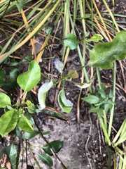 Podosphaera leucotricha