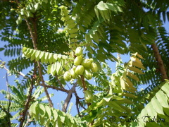 Averrhoa bilimbi
