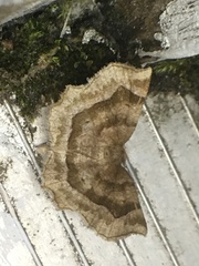 Metarranthis indeclinata