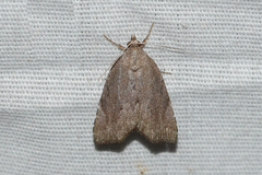 Cutina albopunctella