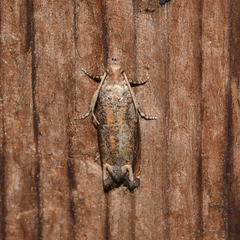 Epiblema abruptana